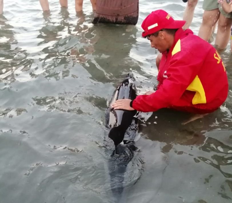  Un pui de delfin, salvat de turişti şi salvamari pe plaja de la Mamaia