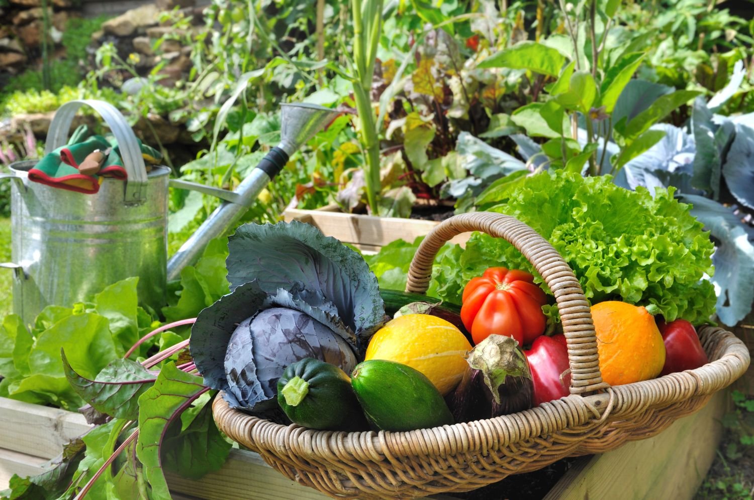  Cum să aveți grijă de legumele din propria voastră grădină (P)
