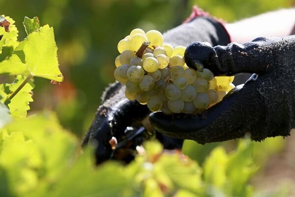  Producţia mondială de vin este în creştere; cea mai semnificativă redresare se înregistrează în România