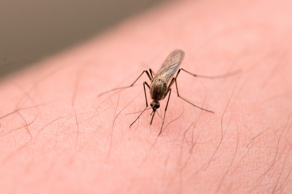  Un ieşean s-a întors cu malarie din Camerun