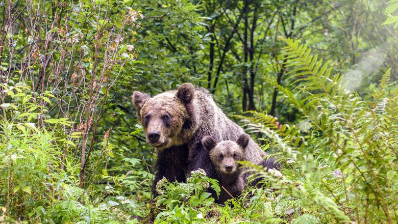  Buzoian atacat de o ursoaică cu pui când s-a oprit la o fântână să bea apă