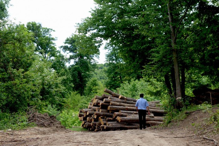  Misterele „Socola”: Procurorii caută 2 hectare de pădure de la Şipote, care au dispărut în 2 ani de la plantare