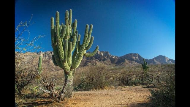  Un cactus gigantic de două sute de ani, smuls de ploile abundente din Arizona