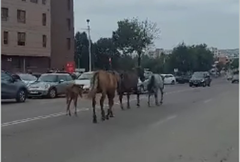  VIDEO Dacă nu sunt vaci, sunt cai pe străzile Iașului. O herghelie se plimbă prin Cicoarei