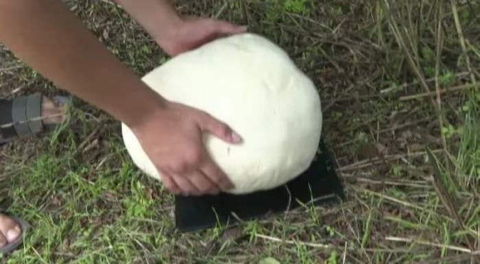  Ciuperci-mutant de 3 kilograme, apărute în Gorj după ultima ploaie