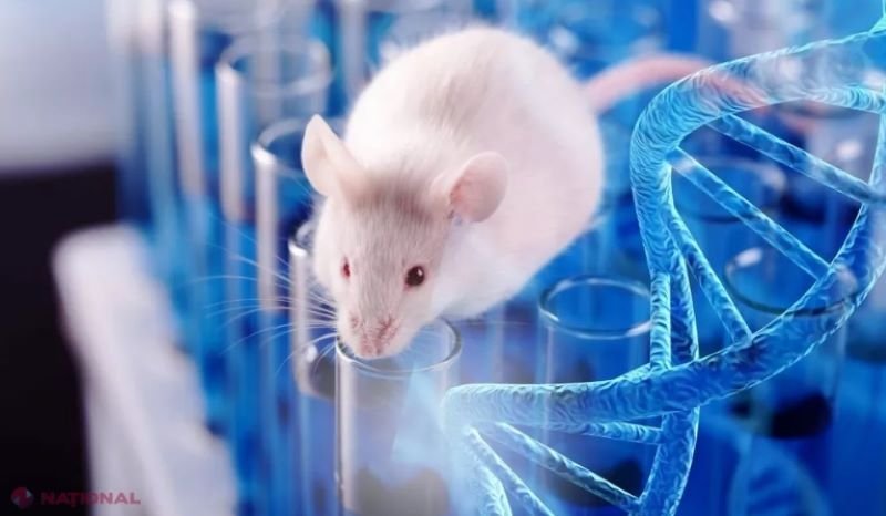  Un tratament experimental stopează o formă mortală de cancer pulmonar la șoareci