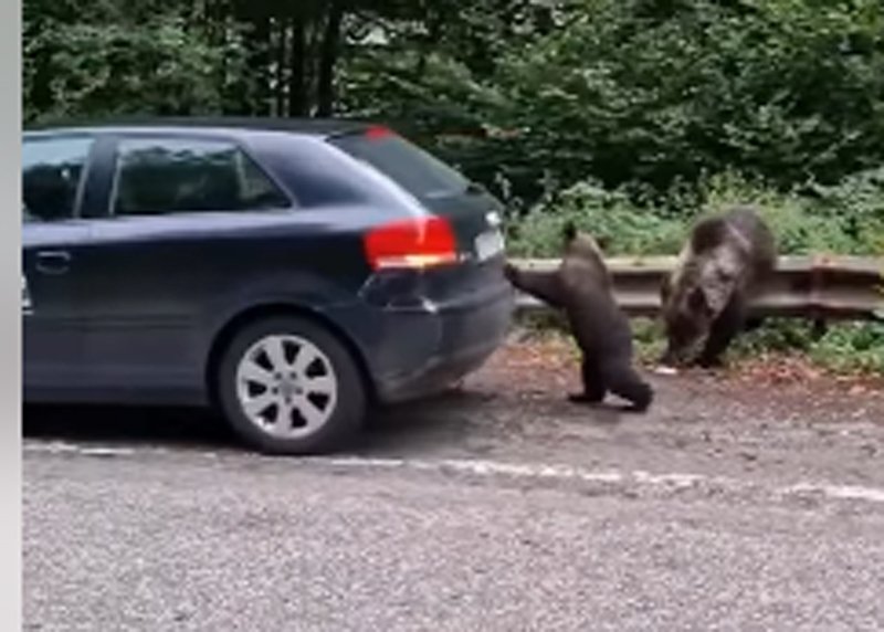  Imagini simpatice cu un pui de urs ce împinge o mașină oprită pe Transfăgărășan (VIDEO)