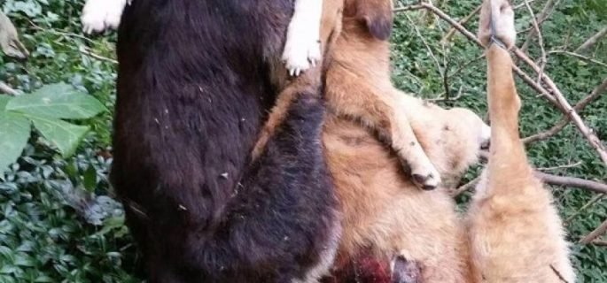  Descoperire macabră în Maramureş: Doi câini spânzuraţi într-o pădure