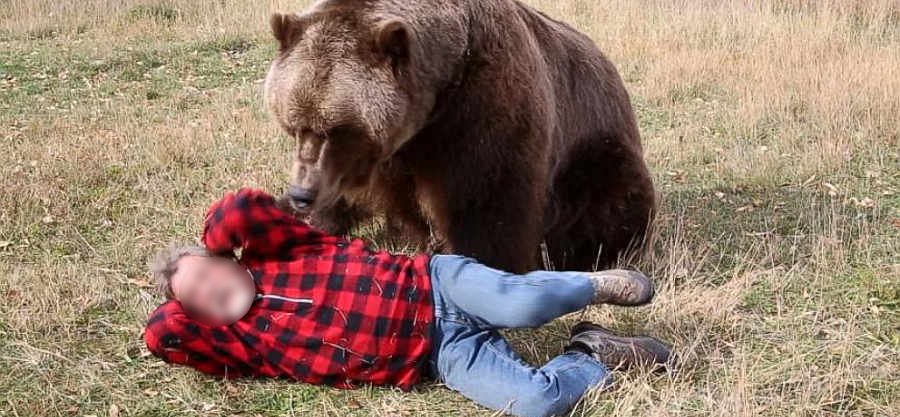  Proiect legislativ: Urşii care atacă oameni vor putea fi eliminaţi imediat