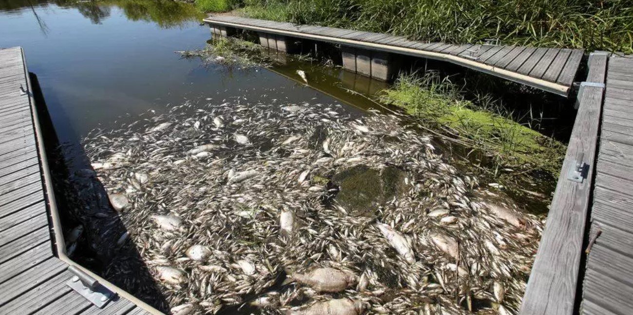  O algă toxică, la originea catastrofei ecologice de pe fluviul Oder