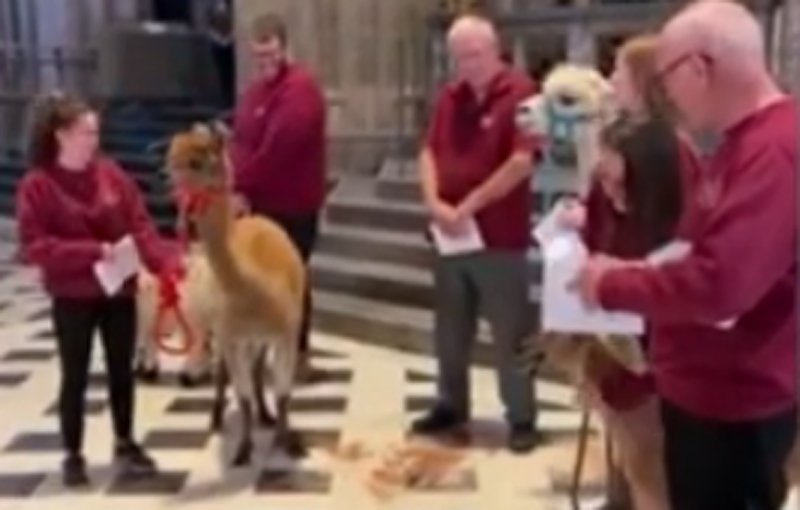  VIDEO O capră, cel mai nou membru al corului unei biserici. S-a apucat de „cântat” la orgă