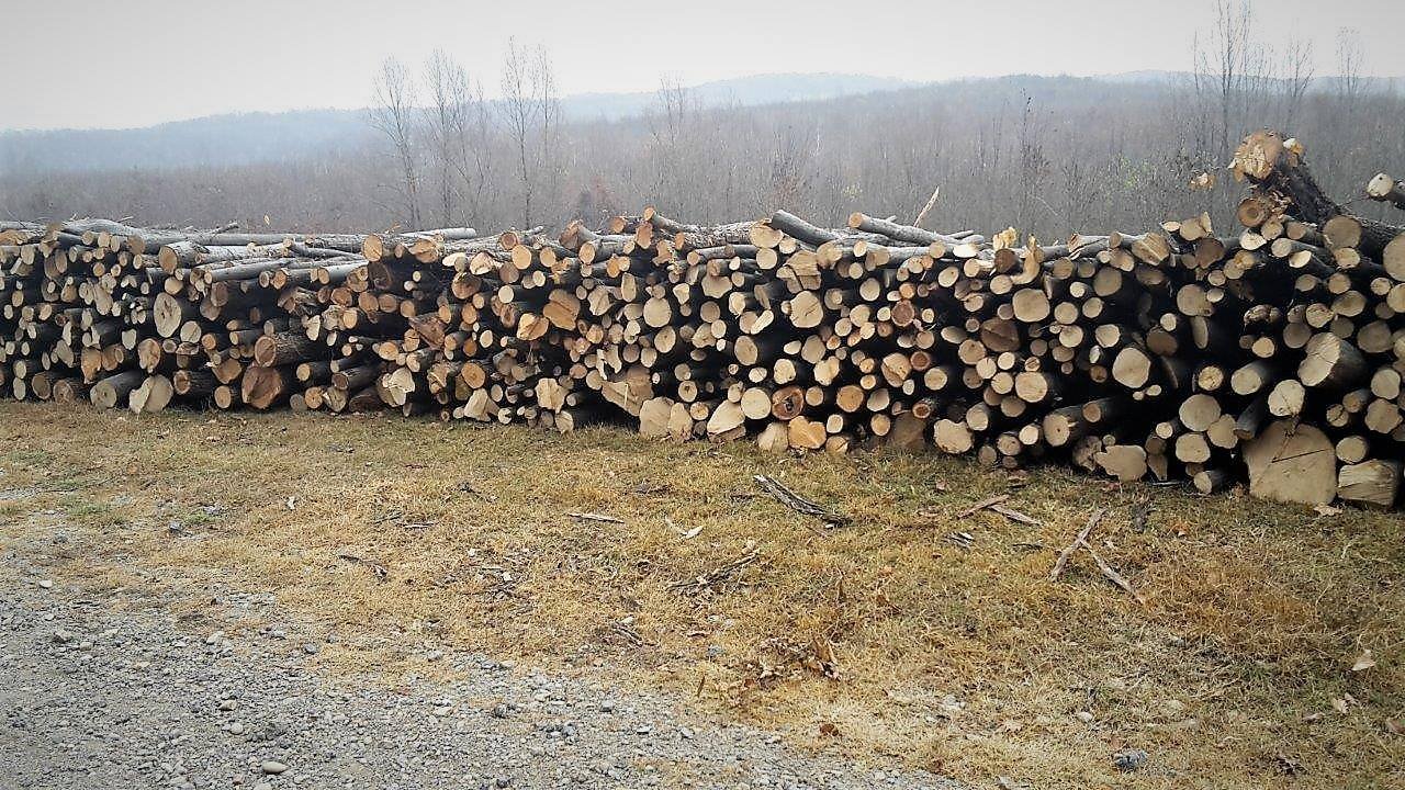  Cât mai costă la Iaşi lemnul de foc? Ordonanţa de plafonare nu se simte în piaţă. Ce spune Direcţia Silvică?