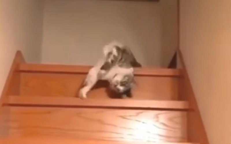  VIDEO Cum începe săptămâna o pisică leneșă