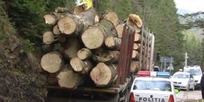  Camion cu lemn fără acte, depistat de activiştii de mediu în curtea unui post de poliţie