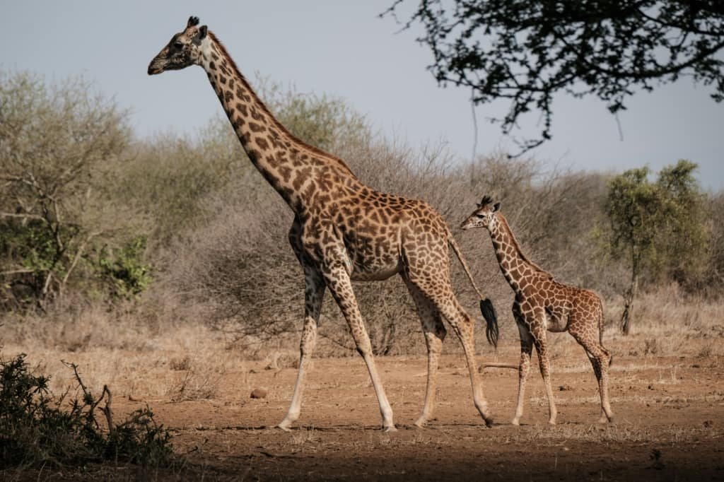  O fețită de 16 luni a fost strivită de o girafă într-un parc safari. Mama copilei se află în stare gravă la spital