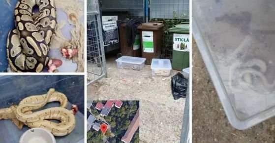  Un bărbat din Oradea a găsit trei pitoni la tomberonul din fața blocului