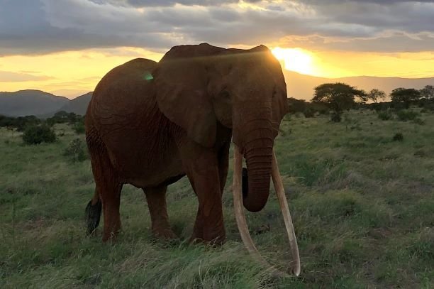  A murit cea mai bătrână femelă de elefant din Kenya. Ea a trăit în vastul Parc Naţional Tsavo