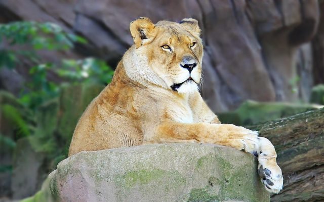  Australia: Cinci lei au evadat din adăpostul lor de la o grădină zoologică din Sydney