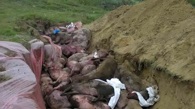  Iaşi: 23.000 de porci, gazaţi şi îngropaţi în zone speciale. Locuitorii, revoltaţi pe medicii veterinari