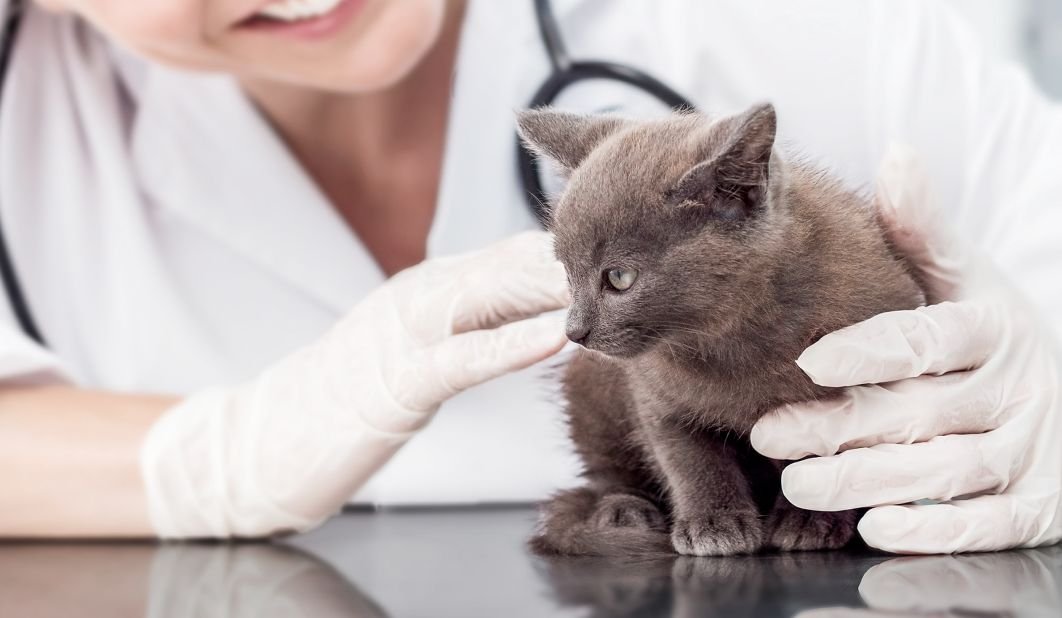  Campanie a Universităţii de Ştiinţele Vieţii: vizite gratuite la medic pentru animalele de companie