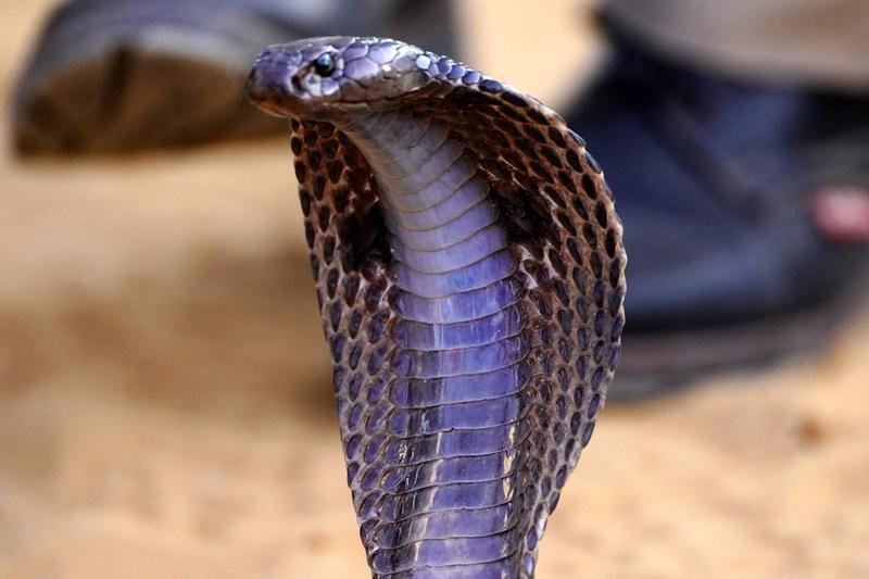  Un șarpe cobra a murit după ce a fost mușcat de un copil de 8 ani. Cum a fost posibil