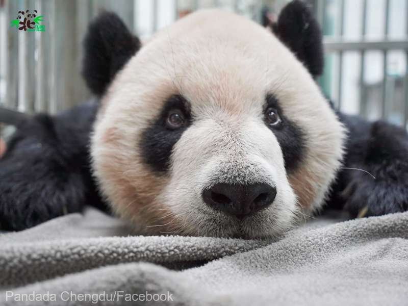  Taiwanul anunţă decesul unui panda gigant oferit de China în 2008