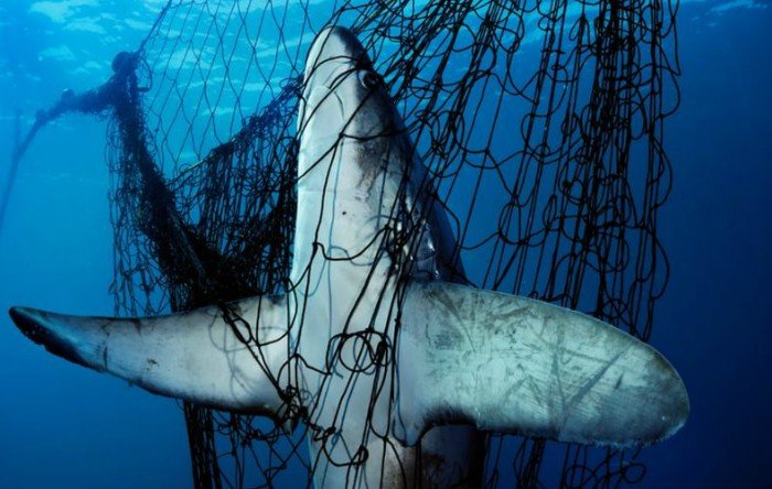  Decizie istorică în privinţa protejării a circa 50 de specii de rechin ameninţate de traficul înfloritor din Asia