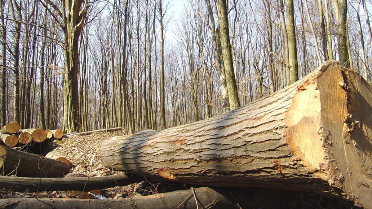  Un adolescent a fost lovit de un copac care a fost tăiat în pădure