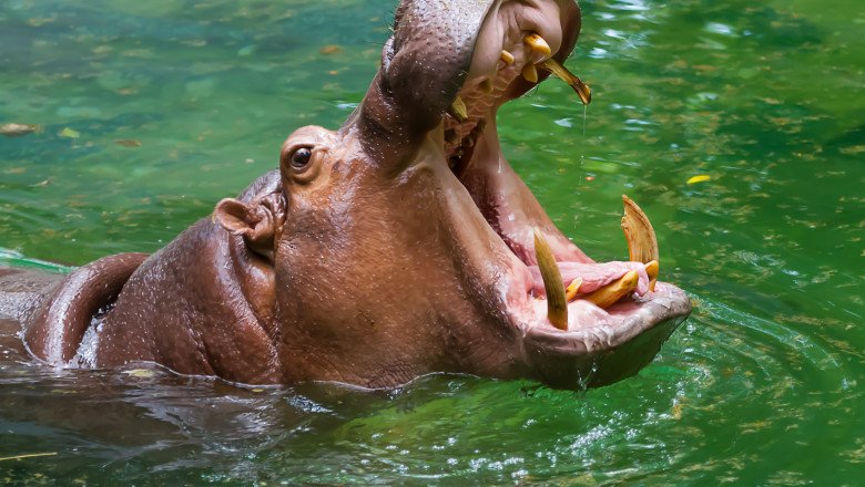  Uganda: Un hipopotam a înghițit un băiețel de doi ani