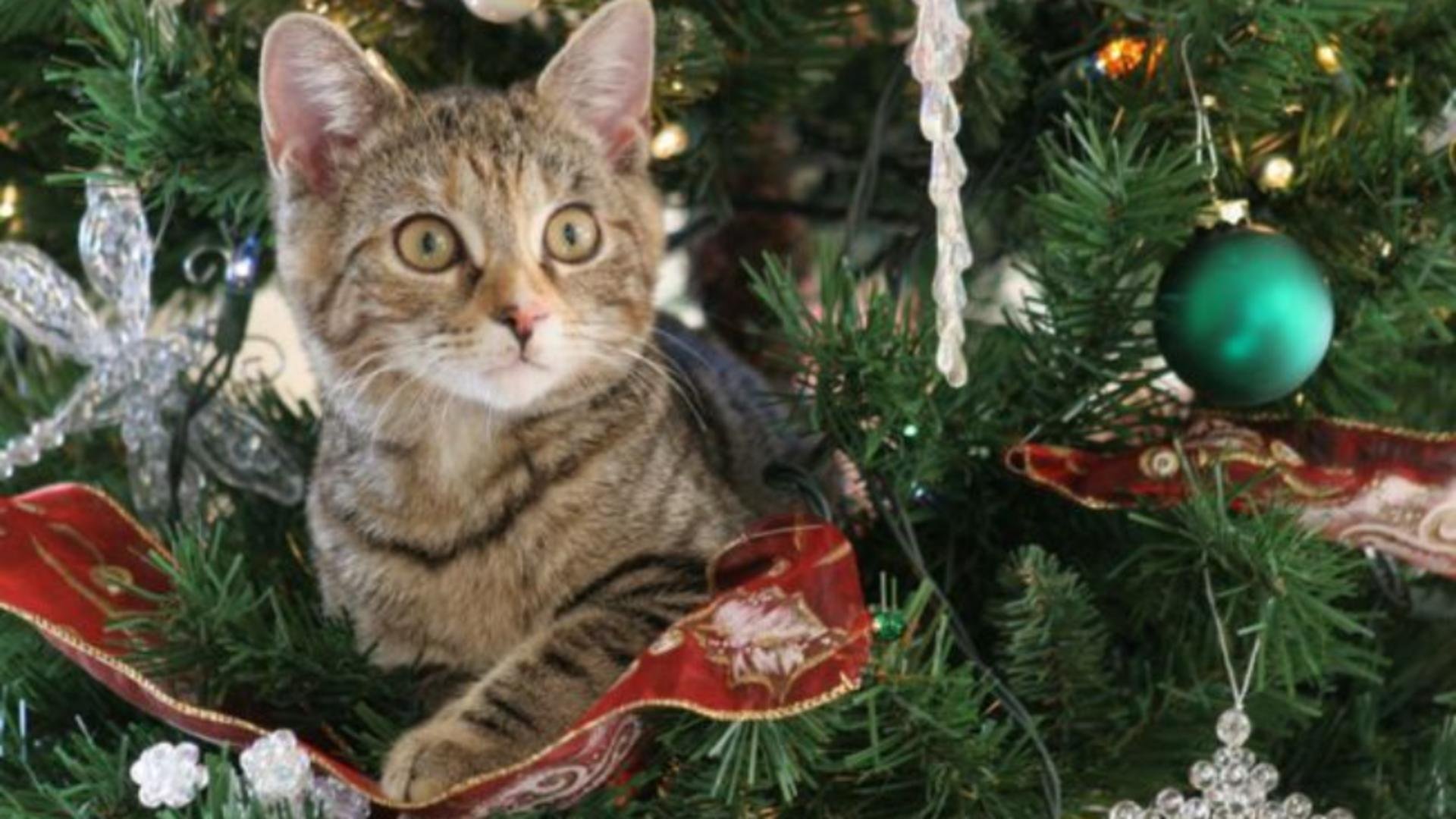  VIDEO De ce pisicile adoră brazii de Crăciun? Cum o putem ține la distanță
