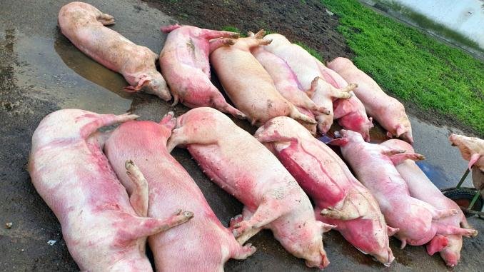  Cum am ajuns să importăm 80% din carnea de porc procesată în ţară? Pesta a decimat un sfert dintre porci