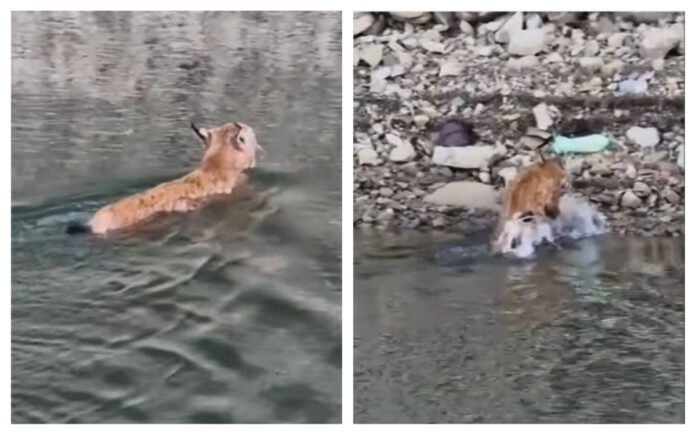  VIDEO Imagini rare cu un râs care înoată. Animalul a traversat lacul Bicaz