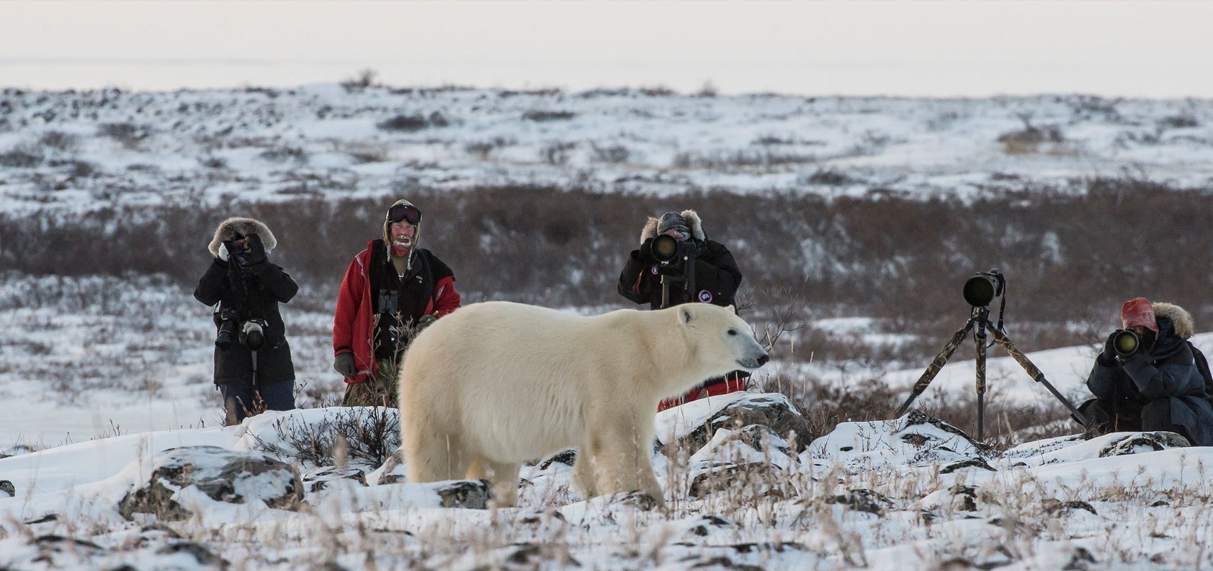  Urşii polari din nordul Canadei dispar rapid, trage un semnal de alarmă un studiu guvernamental