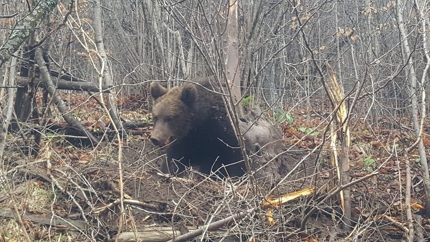  Urs prins într-un laţ, pe marginea unui drum judeţean, tranchilizat şi eliberat de către autorităţi