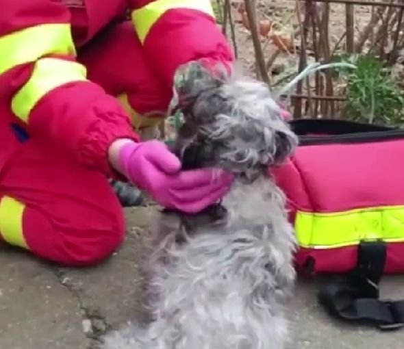  Constanţa: Pompierii au făcut masaj cardiac unui câine salvat dintr-un incendiu – VIDEO