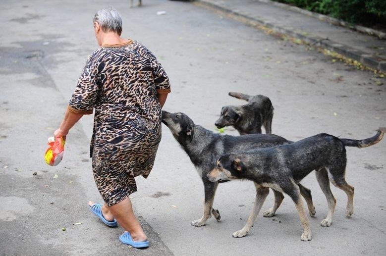  O femeie de 67 de ani, pusă la pământ de câini: a ajuns la spital cu mușcături și fractură de coloană vertebrală