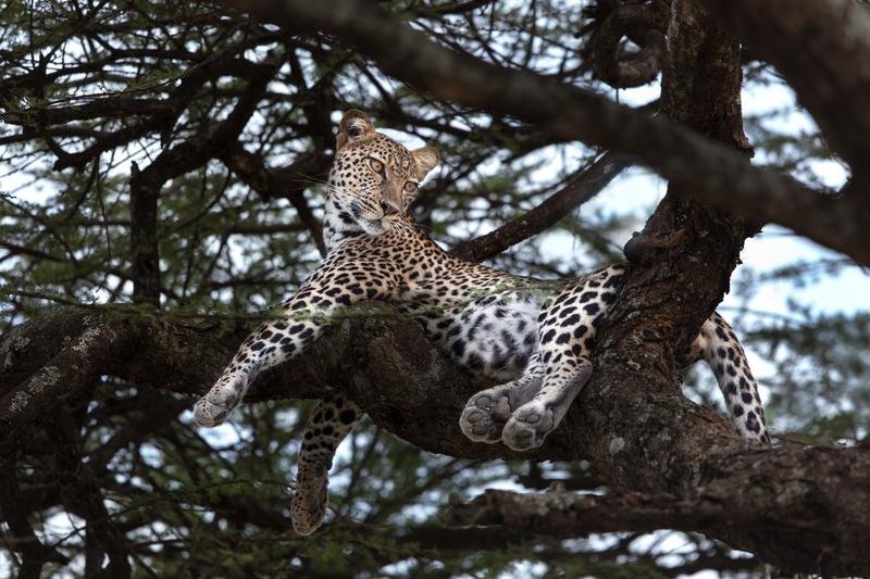  Leopard pătat, evadat de la Grădina Zoologică, găsit într-un parc