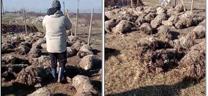  VIDEO: 70 de oi sfâșiate de o haită de câini, lângă Timișoara