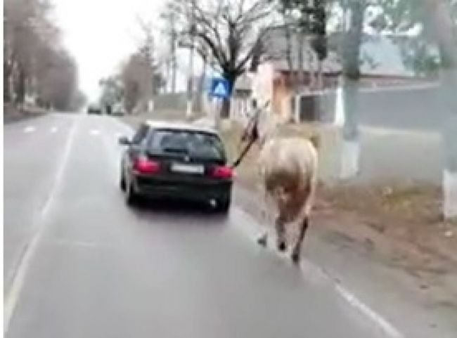  VIDEO Cocalari cu BMW, filmați când alergau un cal cu mașina