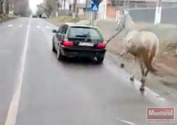  VIDEO Cocalarul cu BMW care trăgea un cal și șoferul care a filmat, amendați drastic de poliție
