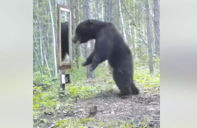  VIDEO Reacția umoristică a unui urs când se vede într-o oglindă pusă în pădure
