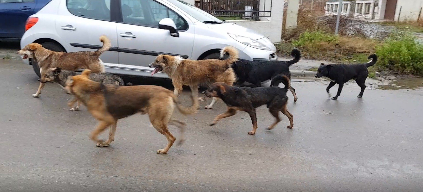  Autorităţile din capitală ştiau de un an de pericolul câinilor fără stăpân