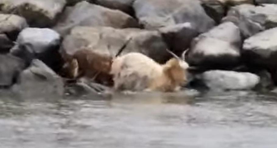  VIDEO Atac al șacalilor în plină zi, într-o turmă de capre, la Tulcea