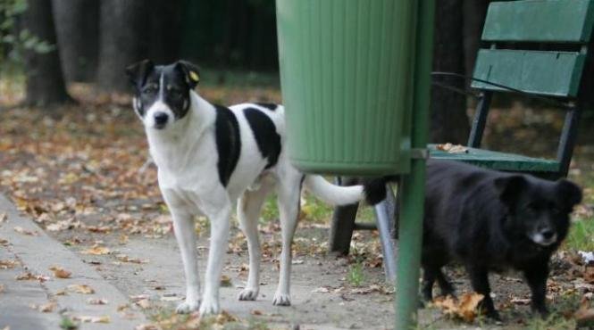  Premierul, direct răspunzător legal în problema câinilor fără stăpân: coordonează ANSVSA, care trebuie să monitorizeze implementarea legislației de control a animalelor comunitare