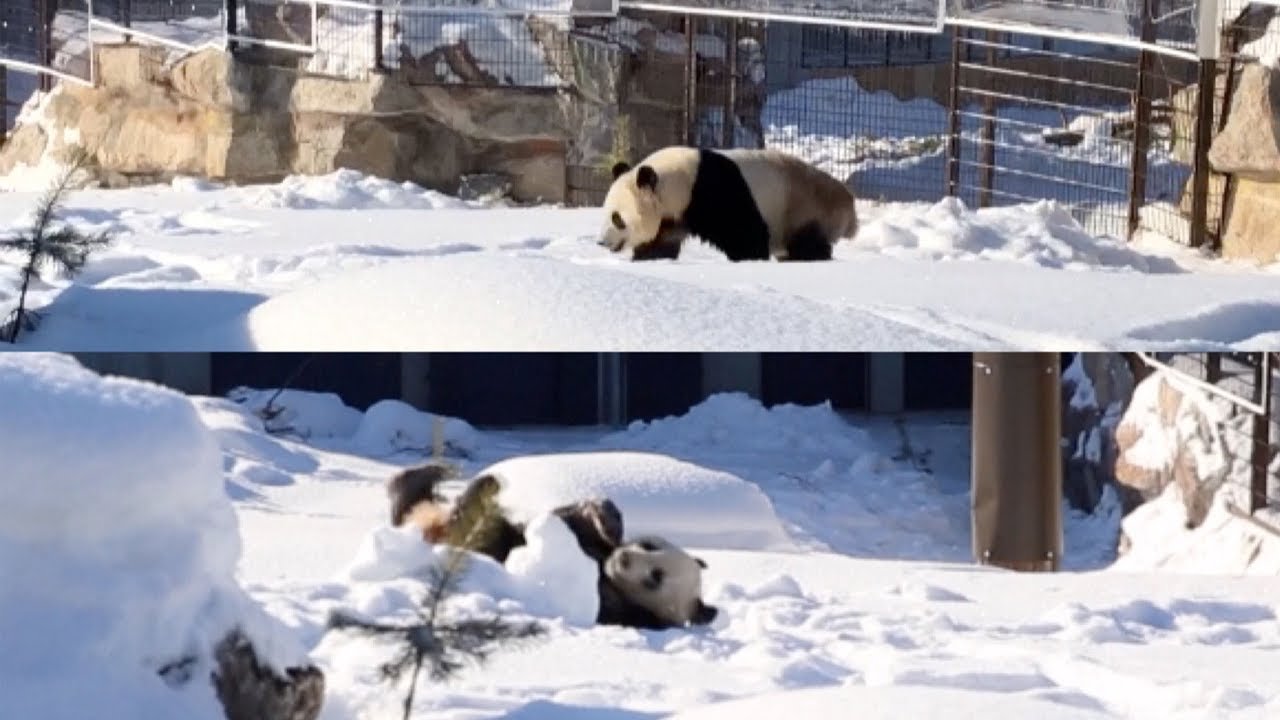  O grădină zoologică din Finlanda va returna doi panda giganţi Chinei din cauza lipsei de fonduri