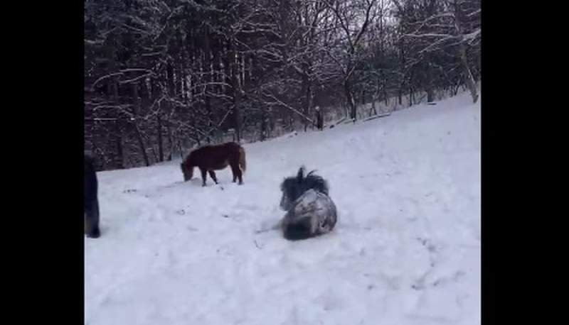 VIDEO Bobiță, un ponei din Iași, s-a bucurat din plin de zăpadă. Cum a fost surprins