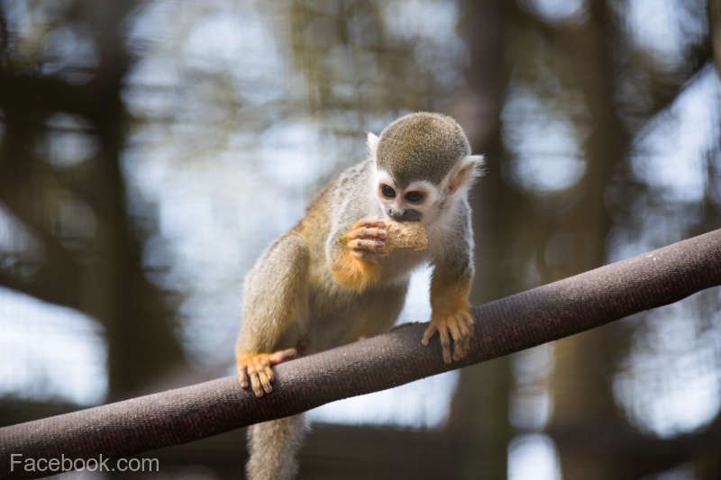  SUA: 12 maimuţe-veveriţă, furate de la o grădină zoologică din Louisiana