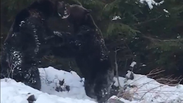  Imagini rare la Suceava: Bătaie cruntă între doi urşi – VIDEO