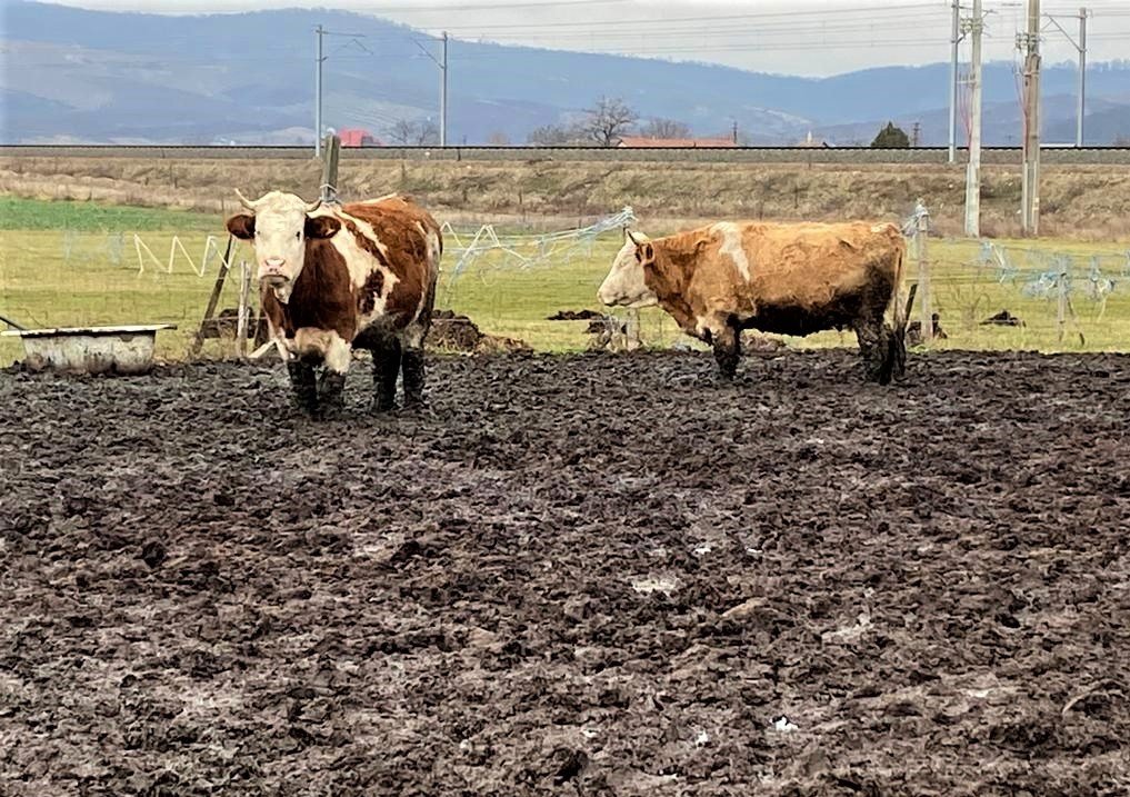  Arad: Crescătoria în care zeci de vaci stăteau în noroi până la genunchi a fost desfiinţată