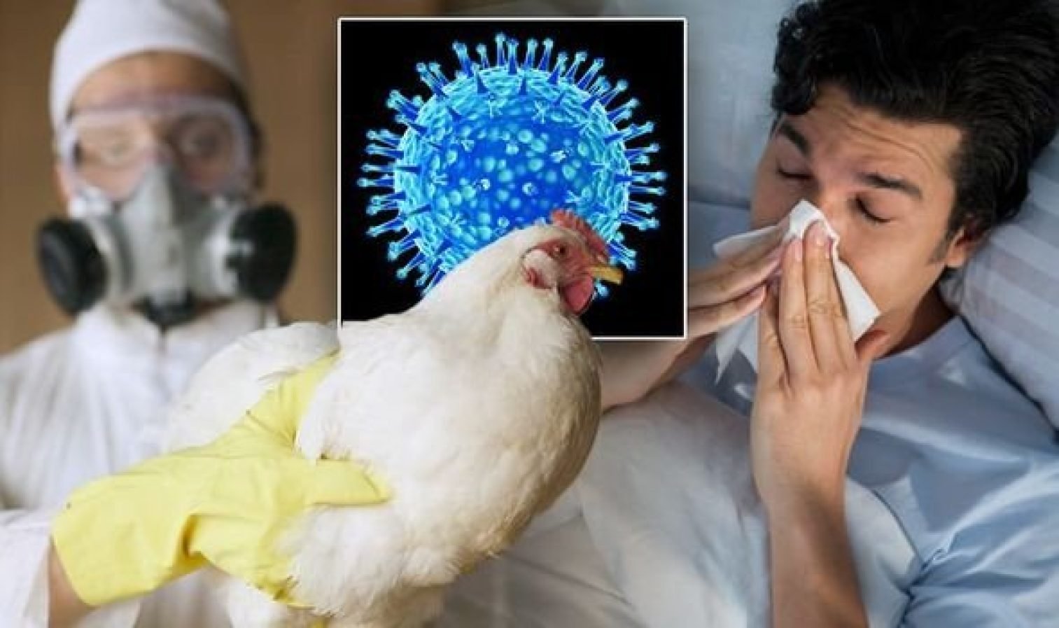  OMS: Riscul de gripă aviară H5N1 la oameni rămâne scăzut, dar trebuie să fim pregătiţi